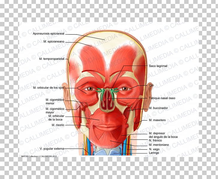 Ear Levator Palpebrae Superioris Muscle Nose Aponeurosis PNG, Clipart, Cheek, Ear, Eyelid, Face, Forehead Free PNG Download