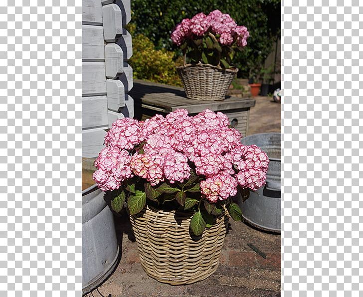 French Hydrangea You+Me Garden Pink Flower PNG, Clipart, Blue, Cornales, Cultivar, Floristry, Flower Free PNG Download