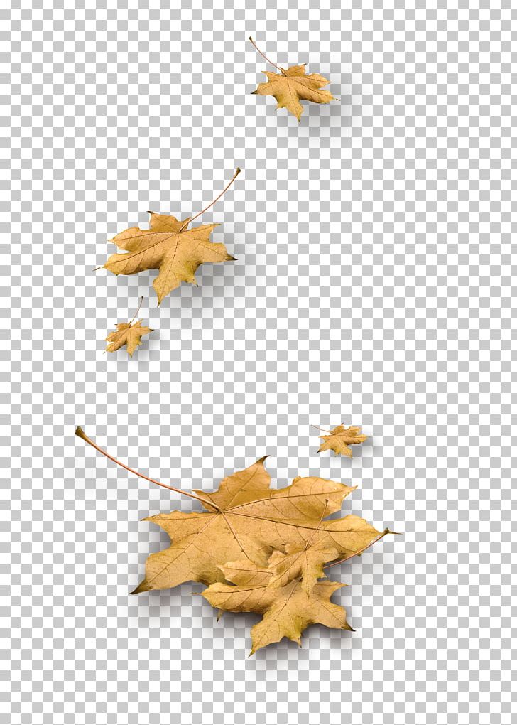 Leaf Yellow Autumn PNG, Clipart, Autumn, Color, Deciduous, Download, Geometric Shape Free PNG Download