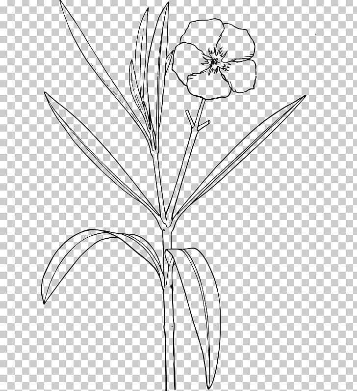 Oleander Drawing Flower Shrub PNG, Clipart, Angle, Area, Automated Mineralogy, Black And White, Botanical Illustration Free PNG Download