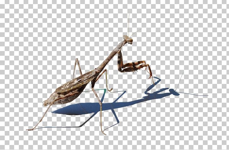 European Mantis Insect Hierodula PNG, Clipart, Animals, Art, Arthropod, Cricket, Deviantart Free PNG Download