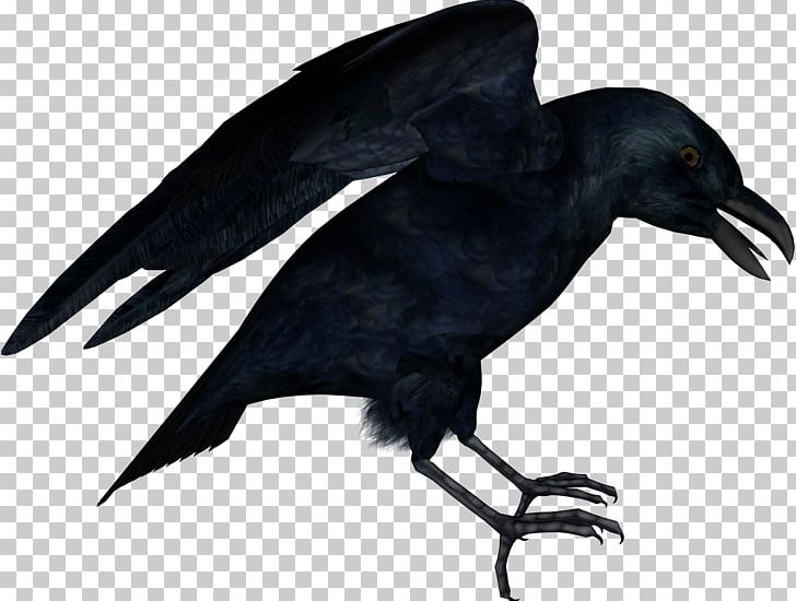 Hooded Crow Common Raven PNG, Clipart, American Crow, Animals, Beak, Bird, Common Raven Free PNG Download