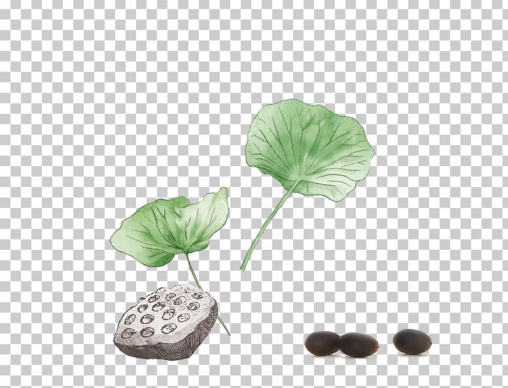 Nelumbo Nucifera Lotus Seed Leaf PNG, Clipart, Color Scheme, Designer, Germination, Leaf, Lotus Seed Free PNG Download