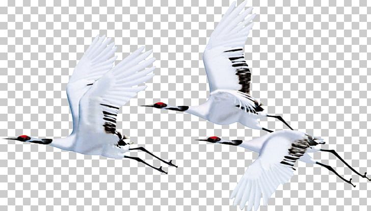 Red-crowned Crane Bird Flight Siberian Crane PNG, Clipart, Aves, Background White, Beak, Bird, Black White Free PNG Download