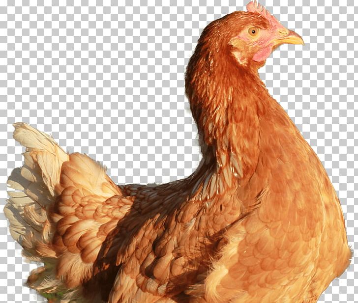 Rooster Leghorn Chicken Battery Cage Food Poultry Farming PNG, Clipart, Battery Cage, Beak, Bird, Black Iberian Pig, Boucherie Free PNG Download