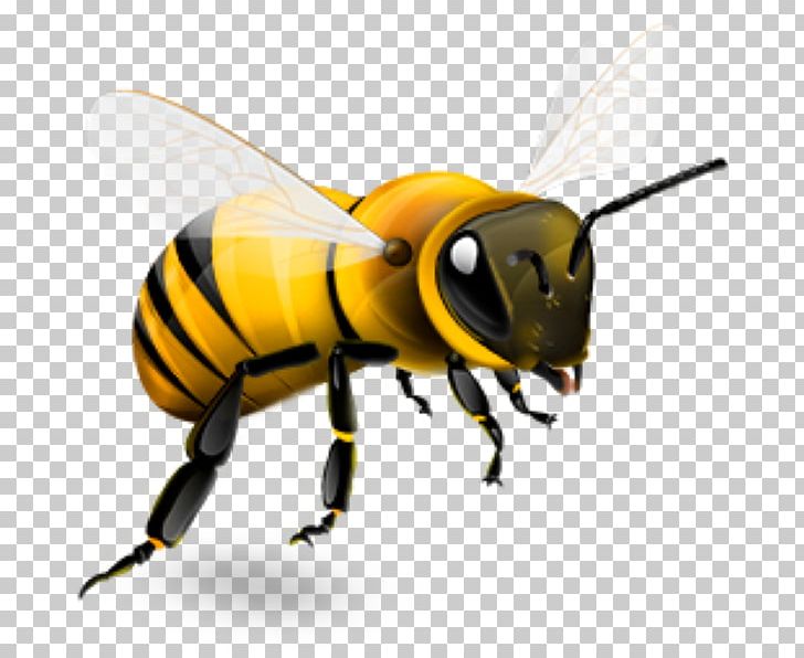 Western Honey Bee Insect Beehive PNG, Clipart, Arthropod, Bee, Beehive, Bumblebee, Colony Collapse Disorder Free PNG Download