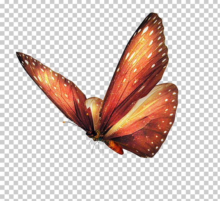 Brush-footed Butterflies Monarch Butterfly Insect PNG, Clipart, Arthropod, Birdwing, Brush Footed Butterfly, Butterflies And Moths, Butterfly Free PNG Download