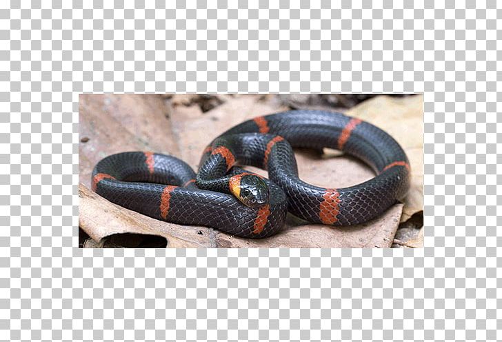 Kingsnakes Elapid Snakes Colubrid Snakes PNG, Clipart, Animals, Colubridae, Colubrid Snakes, Elapidae, Kingsnake Free PNG Download