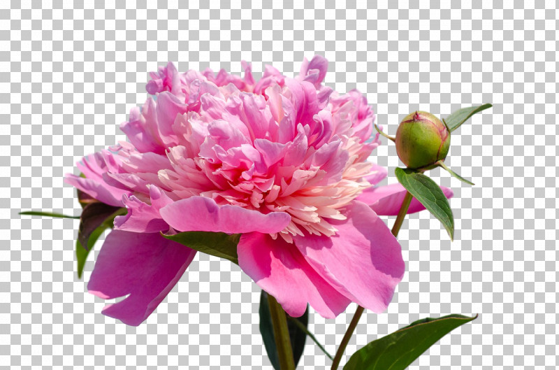 The Chemical Brothers Got To Keep On Peony PNG, Clipart, Annual Plant, Chemical Brothers, Cut Flowers, Got To Keep On, Got To Keep On Midland Remix Free PNG Download