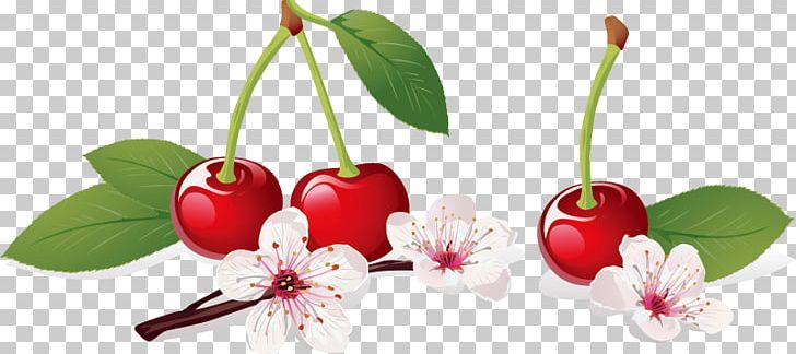 Cherry Blossom Illustration PNG, Clipart, Cartoon Cherry, Cherries, Cherry, Cherry Blossoms, Cherry Blossom Tree Free PNG Download