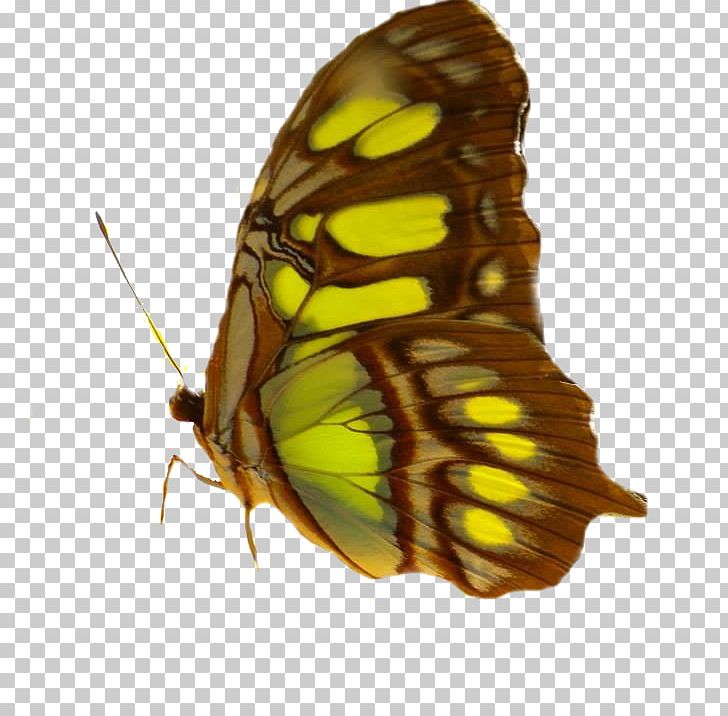 Monarch Butterfly Insect Pollinator Nymphalidae PNG, Clipart, Arthropod, Brush Footed Butterfly, Butterflies And Moths, Butterfly, Insect Free PNG Download