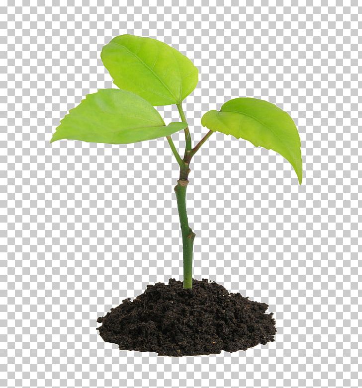 Plant Stock Photography Soil Seedling PNG, Clipart, Flowerpot, Houseplant, Hydroponics, Leaf, Others Free PNG Download