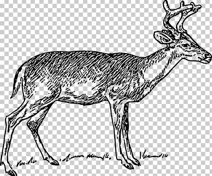 White-tailed Deer PNG, Clipart, Animals, Antelope, Antler, Black And White, Deer Free PNG Download