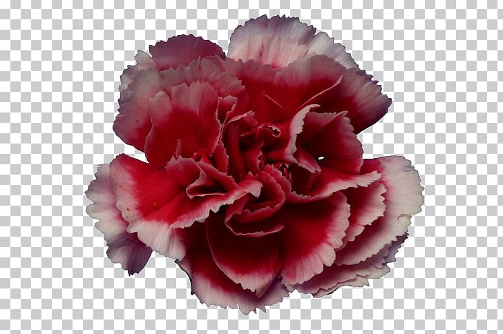 Carnation Cut Flowers Petal Plant PNG, Clipart,  Free PNG Download