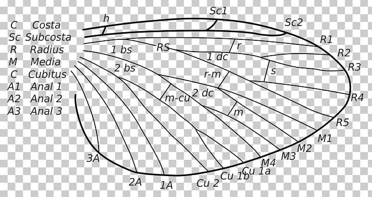 Drawing Circle Point Line Art Angle PNG, Clipart, Angle, Area, Artwork, Black And White, Cartoon Free PNG Download