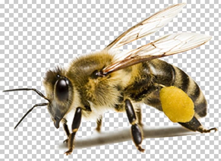 Honey Bee Insect Ant PNG, Clipart, Ant, Arthropod, Bee, Beehive, Bee Pollen Free PNG Download