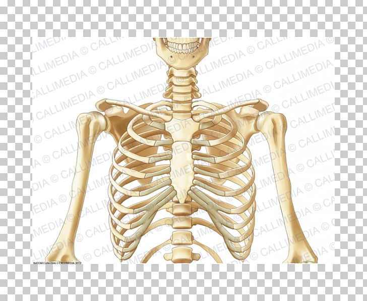 Joint Thorax Bone Pelvis Human Body PNG, Clipart, Abdomen, Anatomy, Anterior, Bone, Bones Free PNG Download