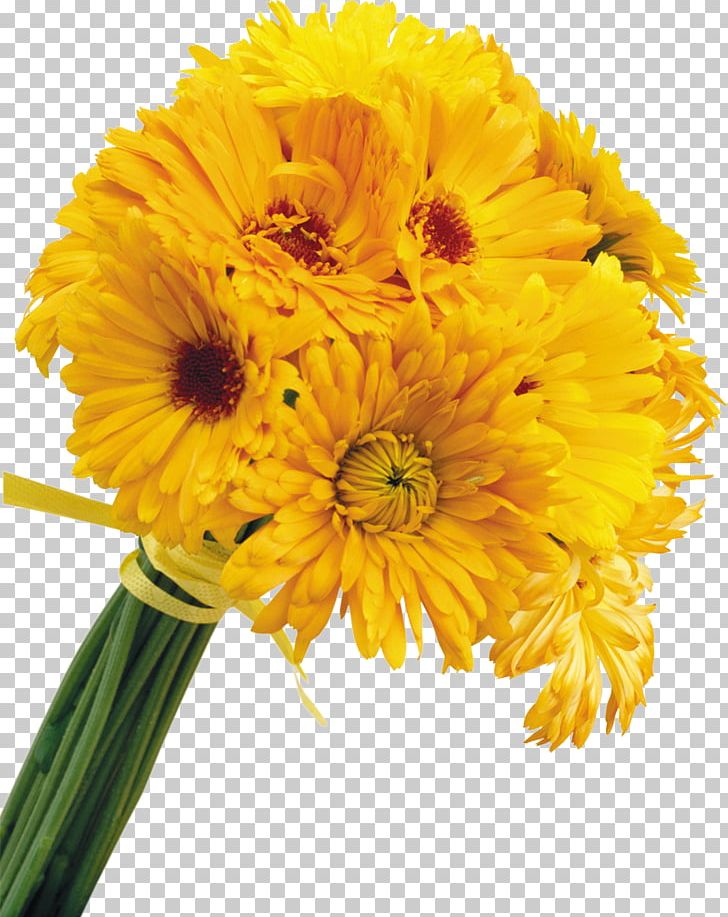 Yellow Cut Flowers Color PNG, Clipart, Calendula, Chrysanthemum, Chrysanths, Color, Cut Flowers Free PNG Download