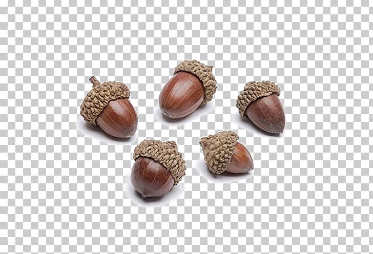 Acorn Autumn Oak Thanksgiving Day Nut PNG, Clipart, Acorn, Autumn, Brown, Cockle, Decor Free PNG Download