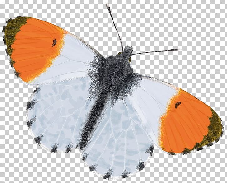 Brush-footed Butterflies Moth Butterfly Gossamer-winged Butterflies Orange-tip PNG, Clipart, Arna, Arthropod, Brushfooted Butterflies, Brush Footed Butterfly, Butterfly Free PNG Download