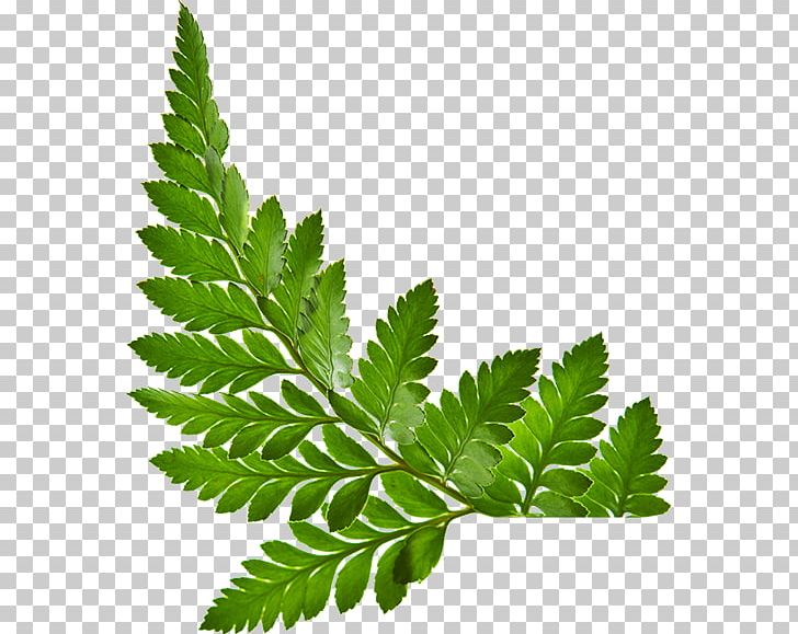 Stock Photography Leaf PNG, Clipart, Alamy, Burknar, Green, Herb, Herbalism Free PNG Download