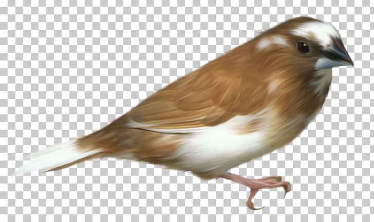 Bird PNG, Clipart, Beak, Bird, Bird Flight, Birds, Brown Bird Free PNG Download