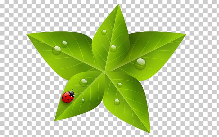 Leaf Green Nature PNG, Clipart, Ecology, Environment, Environmental Protection, Green, Green Leaf Free PNG Download
