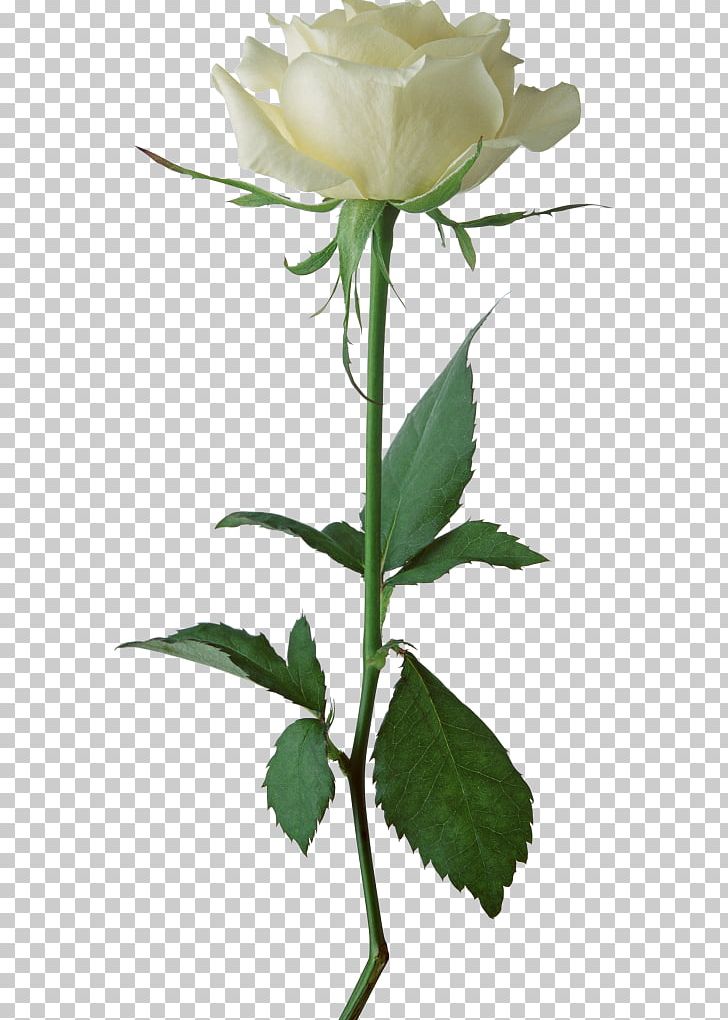 Rose White PNG, Clipart, Black White, Branch, Bud, Encapsulated Postscript, Floral Design Free PNG Download