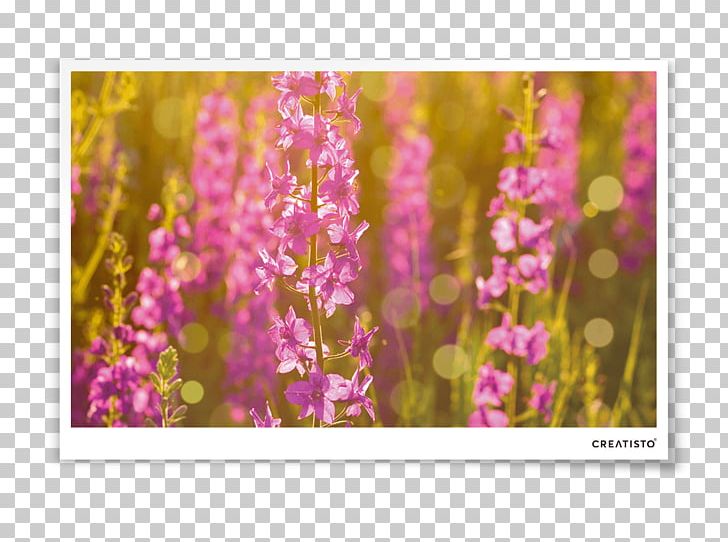 Stock Photography Wildflower Violet PNG, Clipart, Blue, Blume, Creative Market, Cut Flowers, Flora Free PNG Download