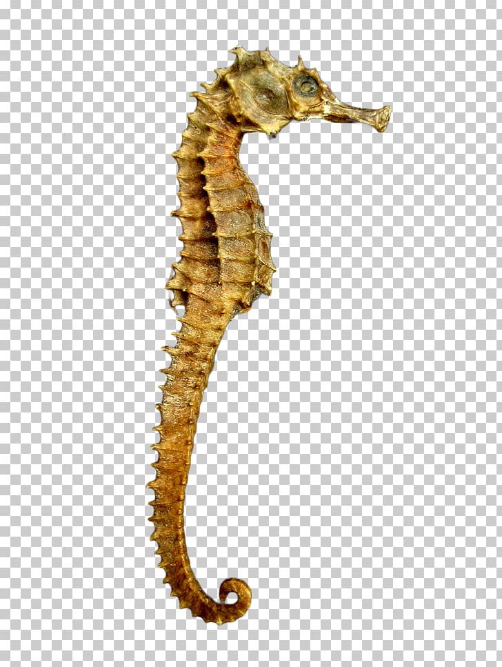 Yellow Seahorse PNG, Clipart, Animals, Austral Pacific Energy Png Limited, Desktop Wallpaper, Download, Fish Free PNG Download