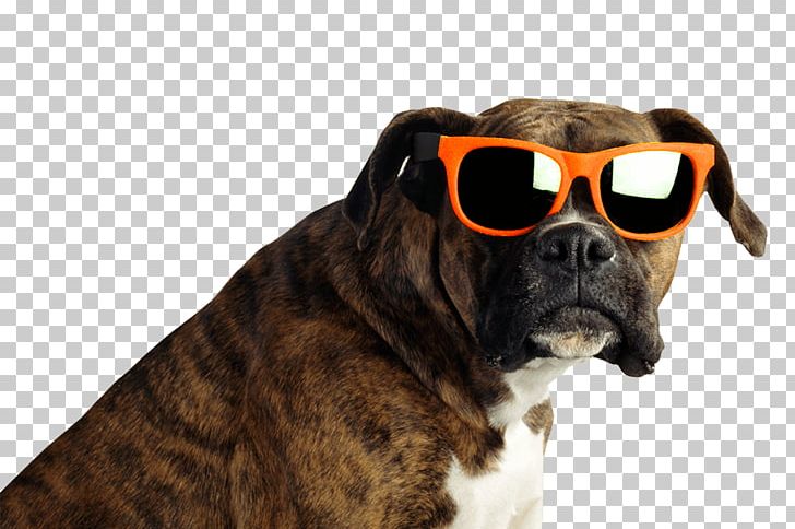 Boxer Stock Photography Brindle Veterinarian Sunglasses PNG, Clipart, Alamy, Boxer, Brindle, Carnivoran, Dog Free PNG Download