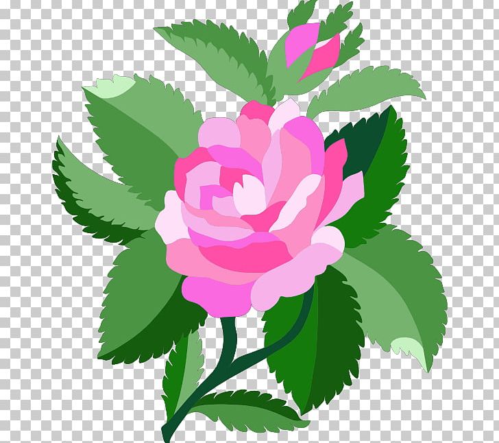 Damask Rose PNG, Clipart, Baby Roses Cliparts, Color, Damask, Flora, Floral Design Free PNG Download
