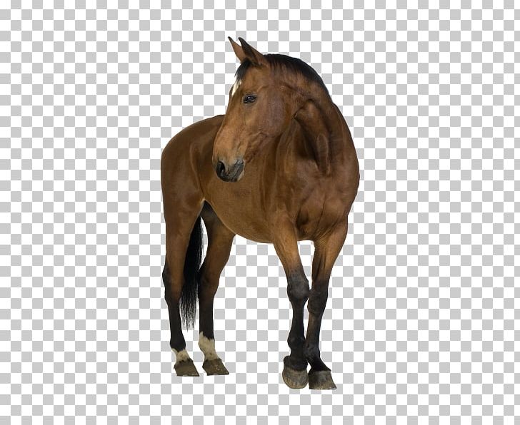 Horse Foal Mare Stock Photography PNG, Clipart, Animal Figure, Animals, At Resimleri, Bridle, Colt Free PNG Download