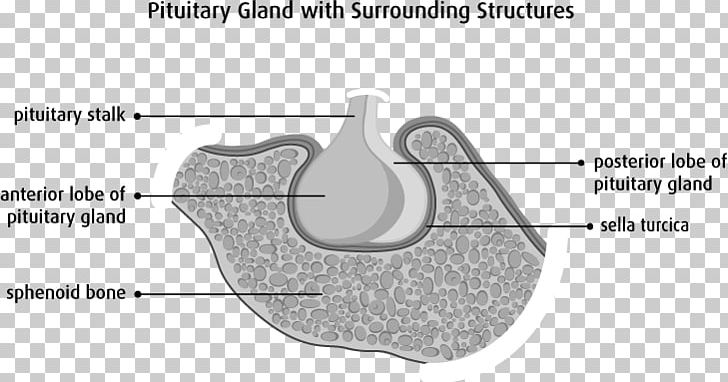 Pituitary Gland Anterior Pituitary Sella Turcica Sphenoid Bone Posterior Pituitary PNG, Clipart, Angle, Anterior Pituitary, Area, Arm, Automotive Tire Free PNG Download