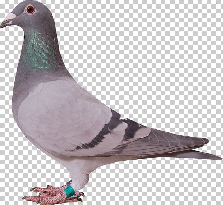 Racing Homer Stock Dove Columbidae Beak Animal PNG, Clipart, 22 December, 2017, Animal, Baseball, Beak Free PNG Download