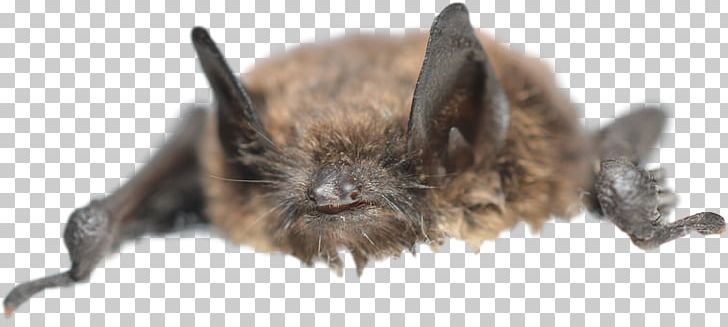 Washington Michigan Bat Wildlife White-nose Syndrome PNG, Clipart, Animal, Animal Control And Welfare Service, Bat, Cat, Fur Free PNG Download
