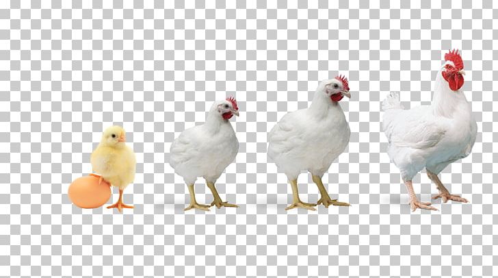 Broiler Chicken Poultry Farming Poultry Feed PNG, Clipart, Animals, Battery Cage, Beak, Bird, Broiler Free PNG Download