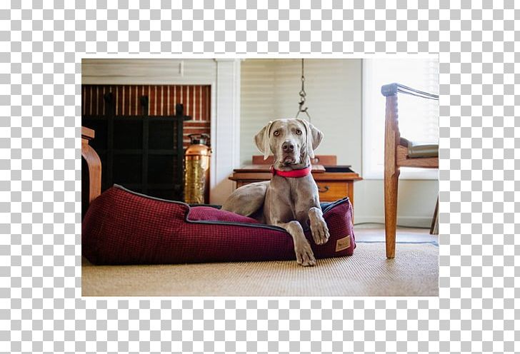 Dog Breed Table Sofa Bed Couch PNG, Clipart, Angle, Bed, Breed, Chair, Couch Free PNG Download