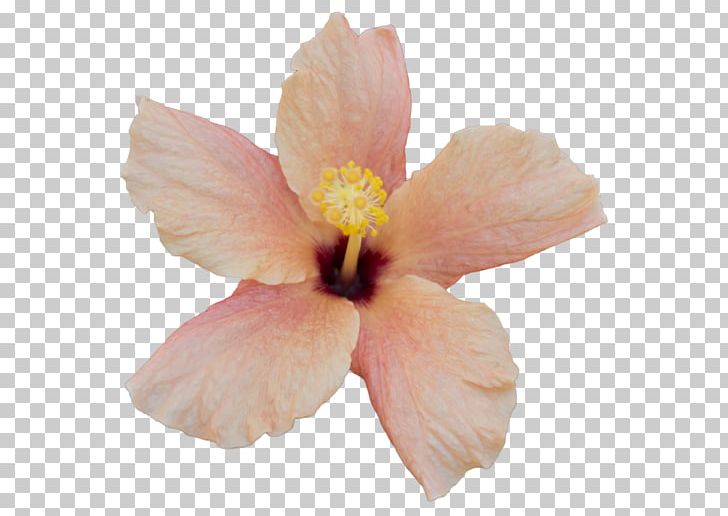 Mallows Hibiscus Flower PNG, Clipart, Desktop Wallpaper, Flower, Flowering Plant, Hibiscus, Iris Free PNG Download