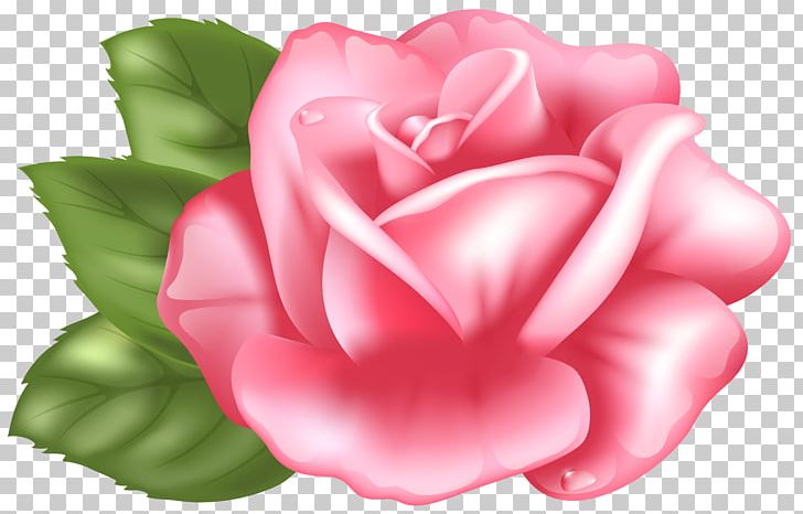Rose Pink PNG, Clipart, Blog, Camellia, China Rose, Clipart, Desktop Wallpaper Free PNG Download