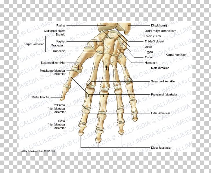 Thumb Homo Sapiens Carpal Bones Anatomy PNG, Clipart, Abdomen, Anatomy, Angle, Arm, Bone Free PNG Download