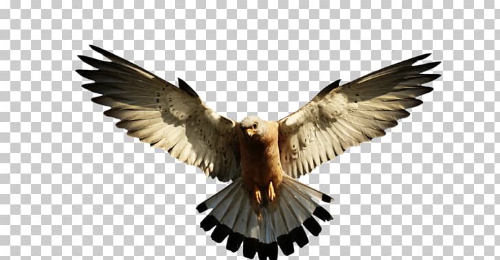 Bald Eagle Portable Network Graphics PNG, Clipart, Accipitriformes, Art, Bald Eagle, Beak, Bird Free PNG Download