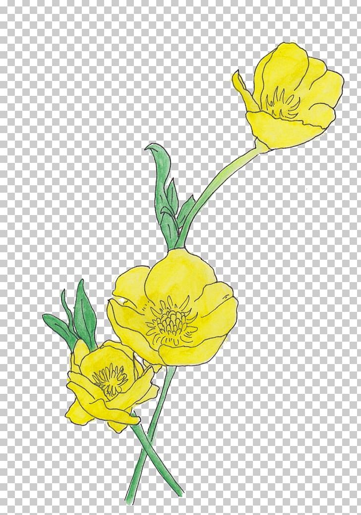 Floral Design Ranunculus Repens Flower Drawing Petal PNG, Clipart, Art, Buttercup, Creeping, Cut Flowers, Deviantart Free PNG Download