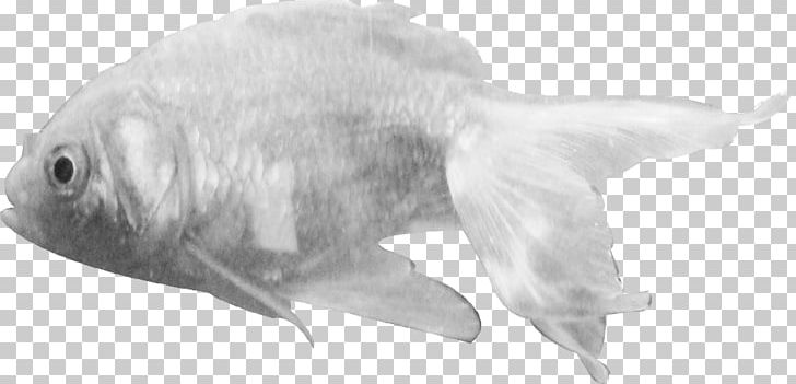 Shark Tropical Fish Animal PNG, Clipart, Animal, Animal Figure, Animals, Artwork, Beak Free PNG Download