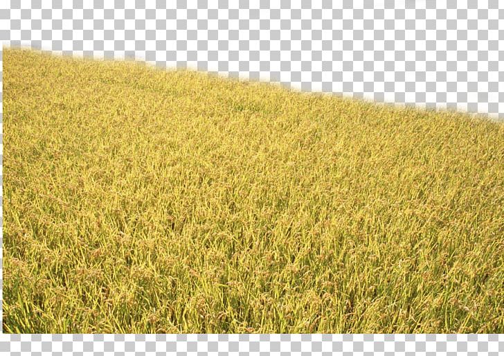 Crop Rice Paddy Field Food PNG, Clipart, Agriculture, Autumn, Autumn Leaves, Brown Rice, Commodity Free PNG Download