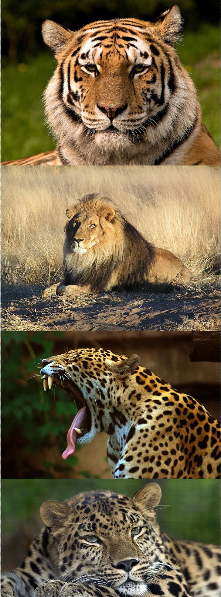Leopard Lion Jaguar Tiger Felidae PNG, Clipart, Animal, Animals, Big Cat, Big Cats, Black Panther Free PNG Download