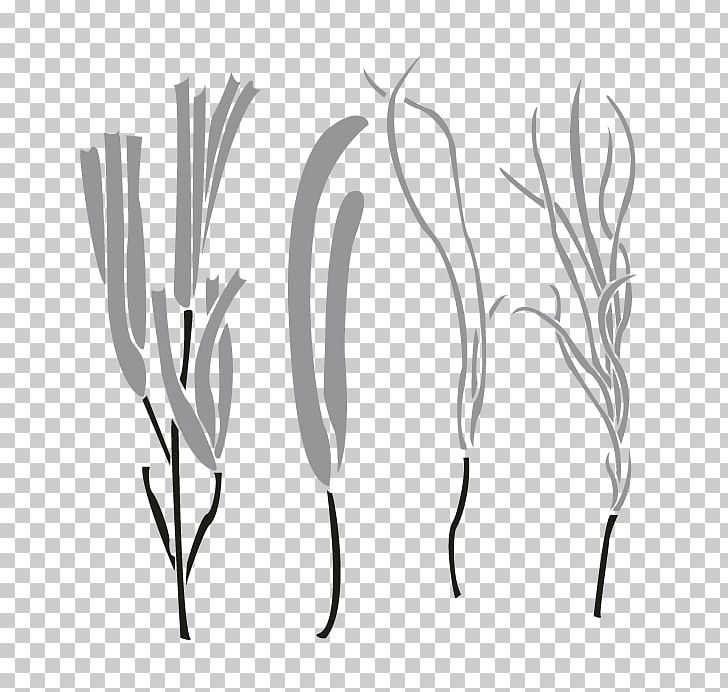 Twig Plant Stem Grasses Leaf PNG, Clipart, Black And White, Boat Orchid, Branch, Family, Flora Free PNG Download
