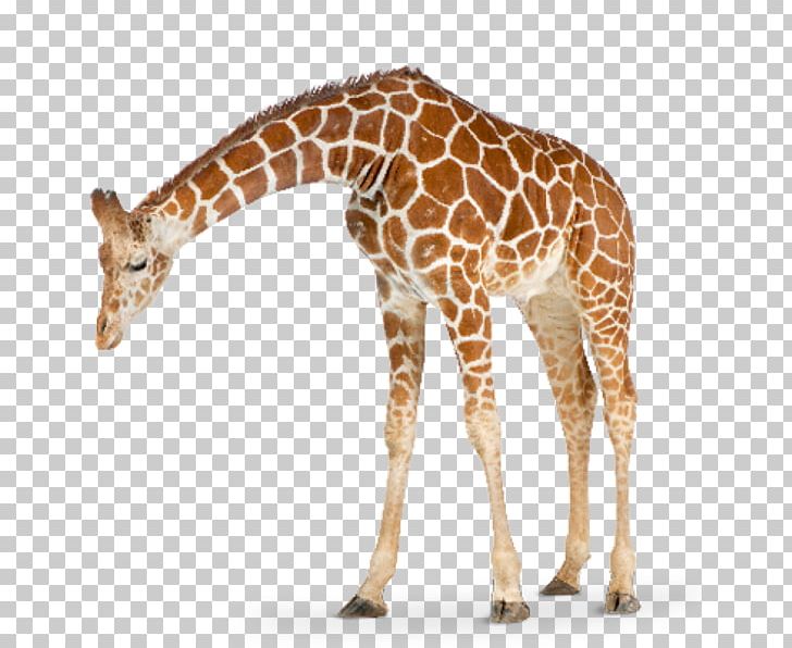 Wall Decal Sticker Giraffe PNG, Clipart, Animal Figure, Bedroom, Decal, Decorative Arts, Fauna Free PNG Download