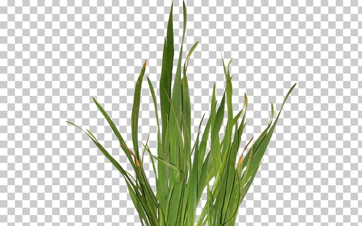 Aloe Vera Plant Medicine Aloin Aloe Emodin PNG, Clipart, Aloe, Aloe Emodin, Aloe Vera, Aloin, Chrysopogon Zizanioides Free PNG Download