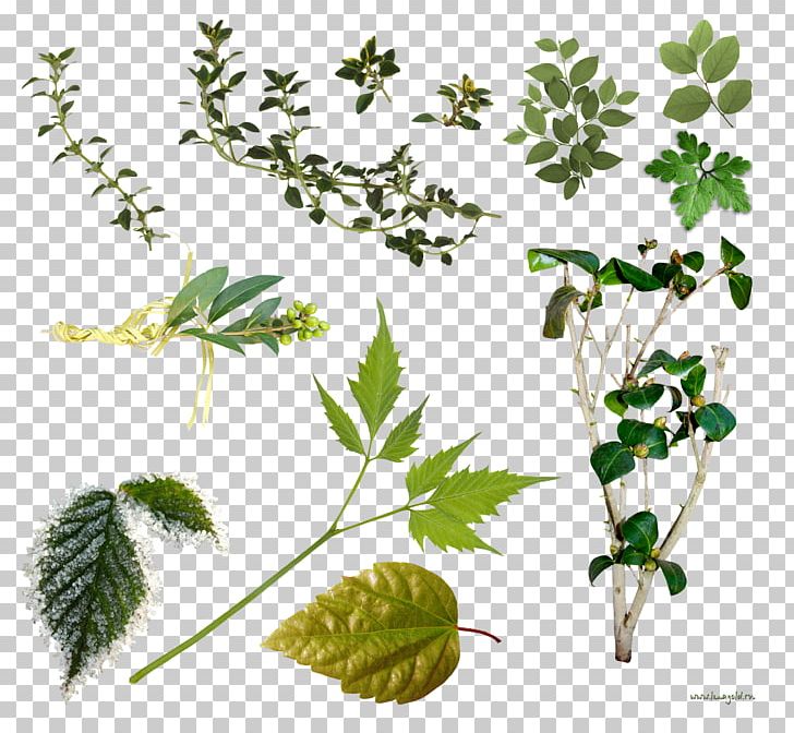 Leaf Plant Stem PNG, Clipart, Art Green, Branch, Clip Art, Flora, Flower Free PNG Download